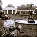 Rose Garden Monochrome